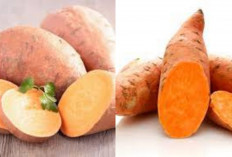 Manis dan Menyehatka! Ubi Jalar, Rahasia Mata Jernih dan Gula Darah Stabil