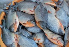 Yuk Cari Tahu, 5 Makanan Lezat dan Sehat Penuhi Kebutuhan Gizi Dengan Ikan Bawal
