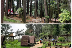 Lupa Penat di Pinusia Park: Destinasi Self Healing Terbaik di Tengah Hutan Pinus yang Lagi Hits