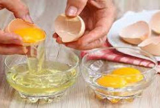 Apakah Putih Telur Penting Untuk Tubuh? Yuk Intip 5 Manfaat Luar Biasa Sebagai Sumber Utama Kesehatan