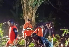 Hujan Deras Disertai Angin Kencang, 14 Titik Pohon Tumbang di Pagar Alam