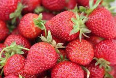 Ternyata Ini Dia, 5 Manfaat Strawberry Buah Beri Manis Untuk Kesehatan