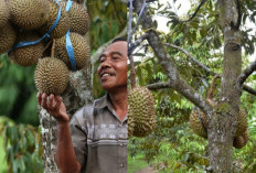 Nikmati liburan anda dengan mengunjungi objek wisata Taman Durian di Cilacap