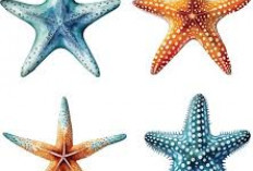 Misteri Tubuh Bintang Laut, Mengungkap Rahasia Keanekaragaman Lautan