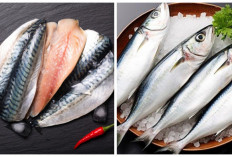 Kenali! 5 Manfaat Ikan Tenggiri bagi Kesehatan