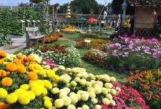 Taman Bunga Terindah di Bandung Kebun Begonia Lembang Menawarkan Aneka Tanaman Hias