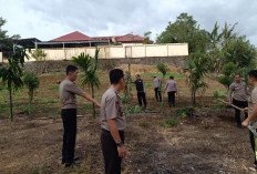Dukung Swasembada Pangan, Waka Polres Pagaralam Tinjau Lahan Jagung di Pagaralam Selatan