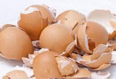 Pemanfaatan Cangkang Telur, Ini 5 Khasiat Cangkang Telur Untuk Tanaman Hias dan Sayuran