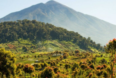 Fakta Menarik Gunung Seblat di Bengkulu, Dari Flora hingga Fauna Langka