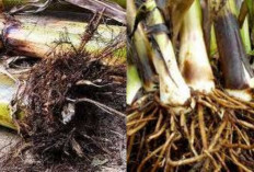 Rahasia Herbal Alami: Manfaat Akar Pohon Pisang untuk Kesehatan Tubuh Yang Jarang Diketahui