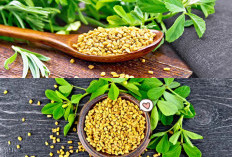 Manfaat Fenugreek Dalam Mengontrol Diabetes, Penjelasan Dan Tips Penggunaan