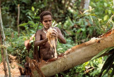 Melestarikan Sejarah, Tradisi Kanibal sebagai Bagian dari Identitas Budaya Suku di Papua!