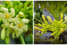 3 Khasiat! Manfaat Bunga Pepaya bagi Kesehatan