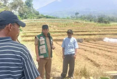 Krisis Air Mengintai Lereng Dempo, Petani Pagaralam Terancam Gagal Panen
