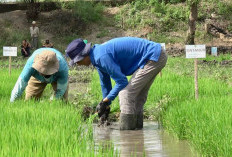 Target Serapan Naik 29,4 Persen, Bulog Sumsel Babel Bidik 172 Ribu Ton Beras di 2026