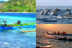 Dijamin Liburan Anda Seru, Mengenal Keindahan Alam Teluk Kiluan Surga Tersembunyi di Lampung