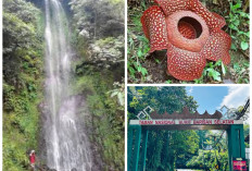 Mengenal Destinasi Wisata Alam, Taman Nasional Bukit Barisan, Ada si Cantik Rafflesia 