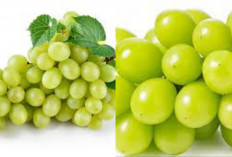 Menurunkan Tekanan Darah Inilah Manfaat Anggur Hijau Untuk Kesehatan Yang Jarang Diketahui!