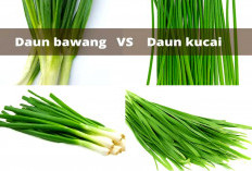 Terlihat Mirip, Ini 5 Perbedaan Antara Daun Bawang dan Daun Kucai 
