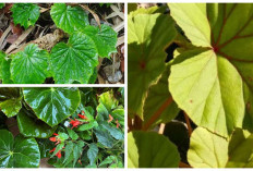 Harus Kalian Tahu! Ini Dua Manfaat Khasiat Daun dan Tangkai Begonia untuk Kesehatan Tubuh