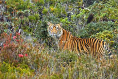 Fakta Menarik Taman Nasional Gunung Leuser: Keajaiban Alam di Ujung Sumatra