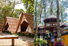 Petualangan Seru di Wisata Kopeng Salatiga, Dari Treetop Adventure hingga Glamping!