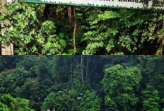 Flora dan Fauna Taman Nasional Bukit Barisan Selatan Keanekaragaman Alam yang Mengagumkan, Berikut Daftarnya!!