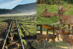 Mengungkap Misteri Kenapa Rusa di Penangkaran Giri Jaya Berperilaku Aneh? Cek Artikel Ini