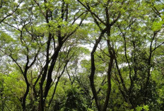 Melihat Misteri Hutan di Sulawesi yang Tenggelam dalam Keajaiban Alam, Salahsatunya Hutan Terdalam di Dunia