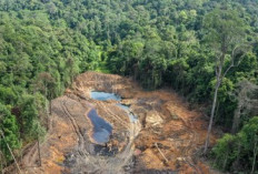 Fungsi Hutan Tak Boleh Diubah