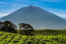 Banyak Yang Gak Tau Ternyata, Jambi Juga Ada Gunung Sumbing, Berikut Fakta Menarik Gunung Sumbing Jambi