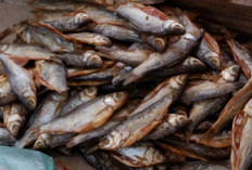 4 Manfaat Ikan Asin Untuk Pemenuhan Kebutuhan Zat Besi Dalam Tubuh