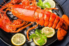 Kuliner Laut Yang Bergizi, Ini Dia 5 Manfaat Nutrisi Dari Lobster Yang Menggoda Yuk Cobain!
