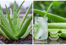 Jarang Diketahui! Ini Manfaat Lidah Buaya untuk Kesehatan Tubuh dan Kulit