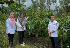 Kembangkan Lahan Enteres, Sumber Benih Kopi Unggul