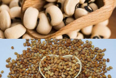 Kacang Tolo Ternyata Kaya Serat, Ini 5 Manfaatnya untuk Usus