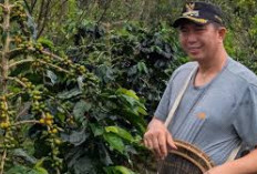 Kopi Raden Kuning Mendunia, Ekonomi Kreatif Kian Melaju