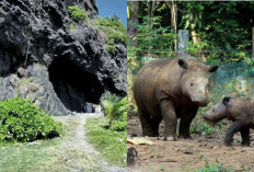 Misteri Suara Gaib di Taman Nasional Ujung Kulon Apa yang Menyebabkan Suara Itu? Cek Faktanya!