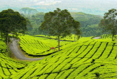 Tambah Daya Tarik, Mudahkan Wisatawan Jelajahi Keindahan Pagar Alam 