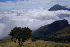 Eksplorasi Gunung Sumbing: Kenikmatan Kopi dan Jalur Menantang Bowongso