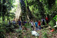 Serem Banget, Ini Misteri Hutan di Sulawesi yang Tenggelam dalam Keajaiban Alam, Ini Penjelasanya
