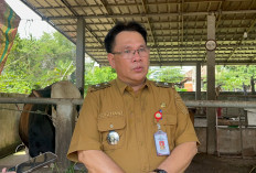  DKPP Sumsel Siapkan Lima Sentra Peternakan