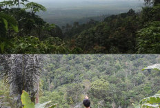 Pendakian Berbeda, Menyusuri Gunung Betung yang Penuh Misteri!