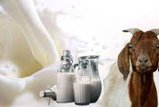 Apakah Susu Kambing Itu Punya Banyak Manfaat? Yuk Intip Kuliner Sehat Dengan Susu Kambing Lezat dan Bergizi
