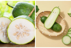 Ketahui! Nutrisi Manfaat dan Saran Penyajiannya Buah Kundur 