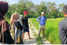 Cegah Gagal Panen, Gencar Pengendalian Hama Tikus