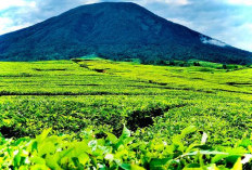 Jalur Pendakian Gunung Dempo: Panduan untuk Menyambut Puncak Sumatra Selatan