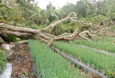 Cuaca Ekstrem, Warga Diminta Waspadai Pohon Rawan Tumbang