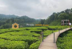 Melepas Penat di Kebun Teh Gunung Gambir, Spot Healing Terbaik di Jawa Timur!