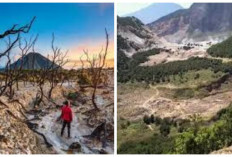 Hutan Mati, Edelweiss, dan Keindahan Mistis Gunung Papandayan Mitos atau Fakta?